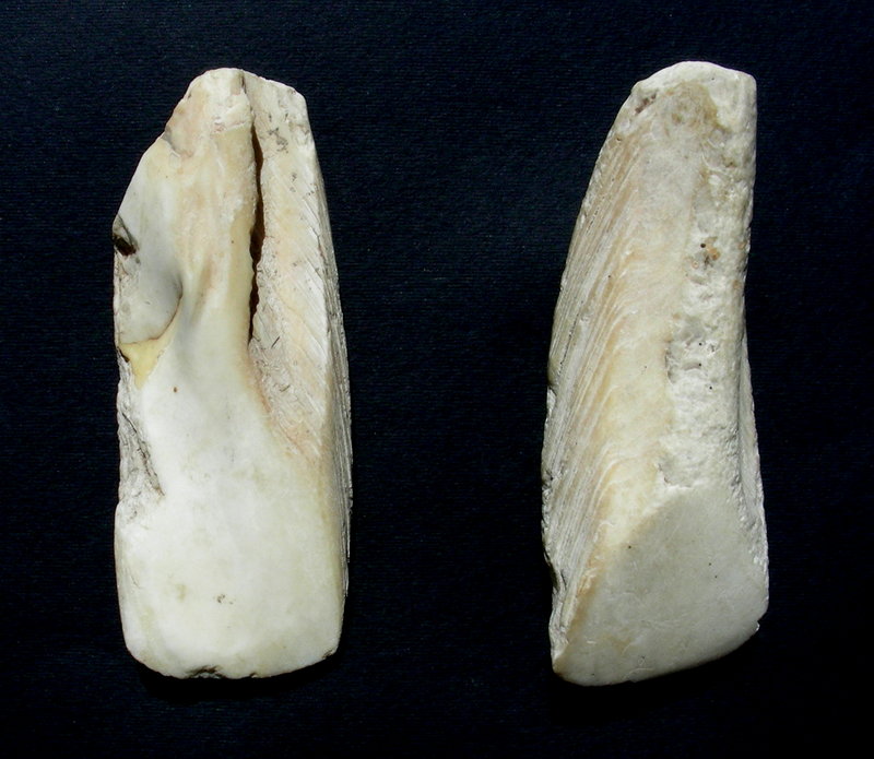 Pacific Shell Adze (Tridacna gigas)